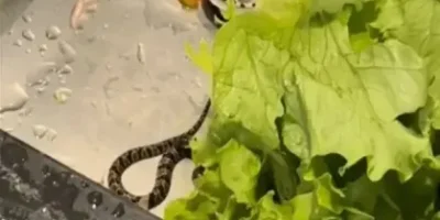 Foto das redes sociais