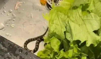 Foto das redes sociais