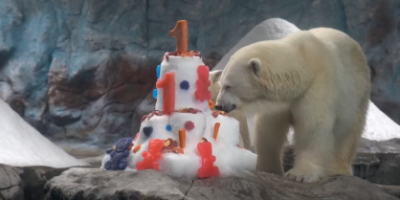 Divulgação/Aquário de São Paulo