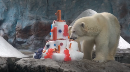 Divulgação/Aquário de São Paulo