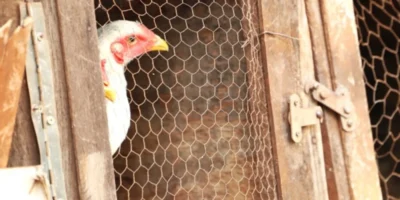 Divulgação/ Defesa Agricultura