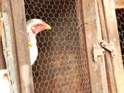 Divulgação/ Defesa Agricultura