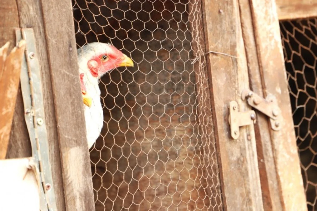 Divulgação/ Defesa Agricultura