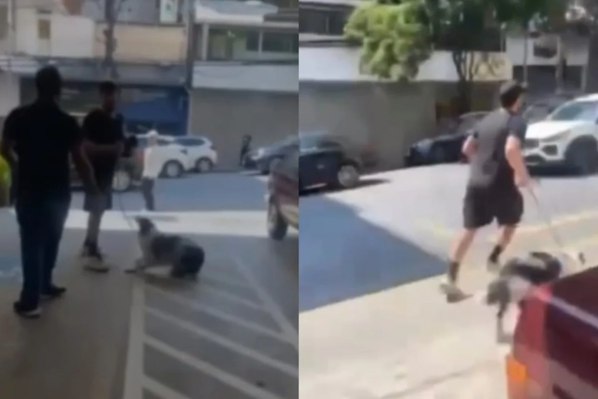 Reprodução/Adote Vi.Ca