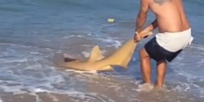 Pescador tira tubarão do para remover anzol do animal em Sirinhaém, Pernambuco — Foto: Reprodução/Whatsapp