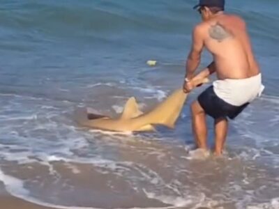 Pescador tira tubarão do para remover anzol do animal em Sirinhaém, Pernambuco — Foto: Reprodução/Whatsapp