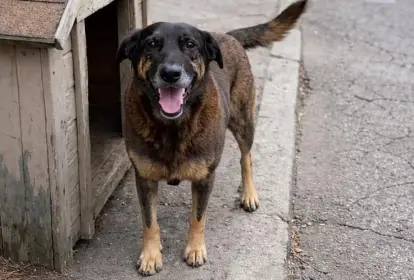 O cão comunitário Orelha: polícia investiga morte após ataque de adolescentes (Foto: Reprodução/Reprodução)
